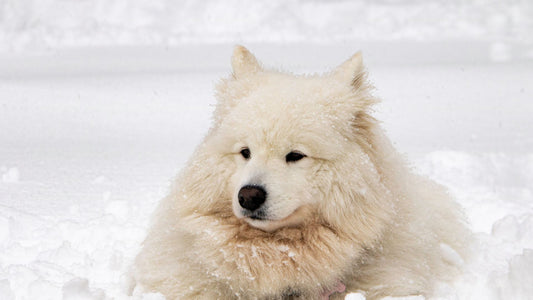 Protégez les Pattes de Votre Chien Contre le Sel et le Froid