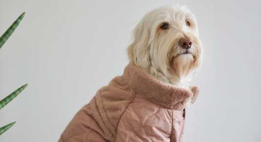 Protéger son chien en hiver : pourquoi et comment bien le couvrir ?
