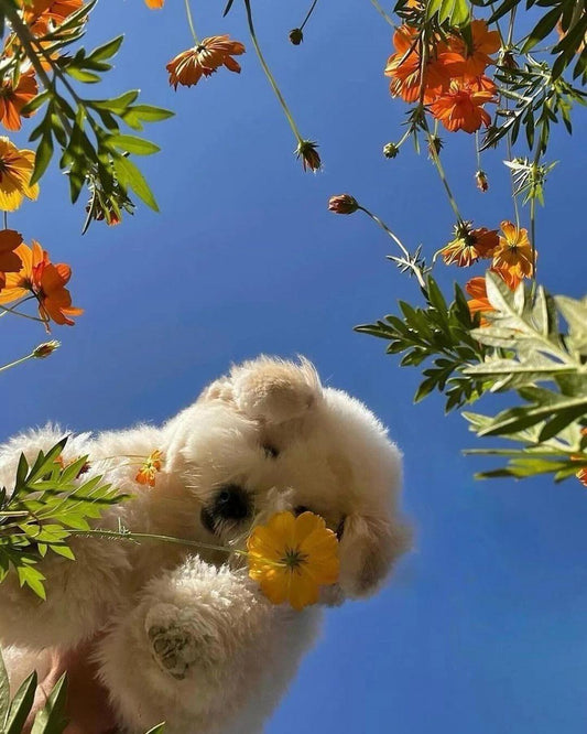Printemps et allergies : Protégez votre chien des petits désagréments de la saison 🌸