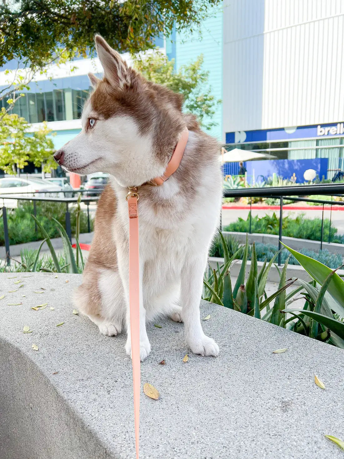 Le Collier imperméable pour chien Chai Brown