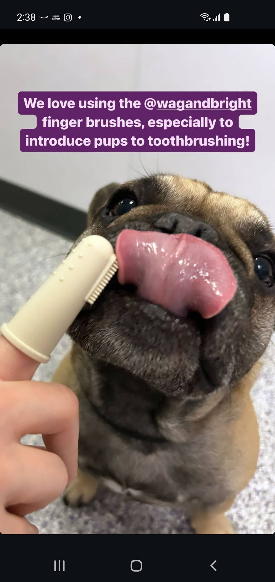 La Brosse à doigts Puppy Polisher