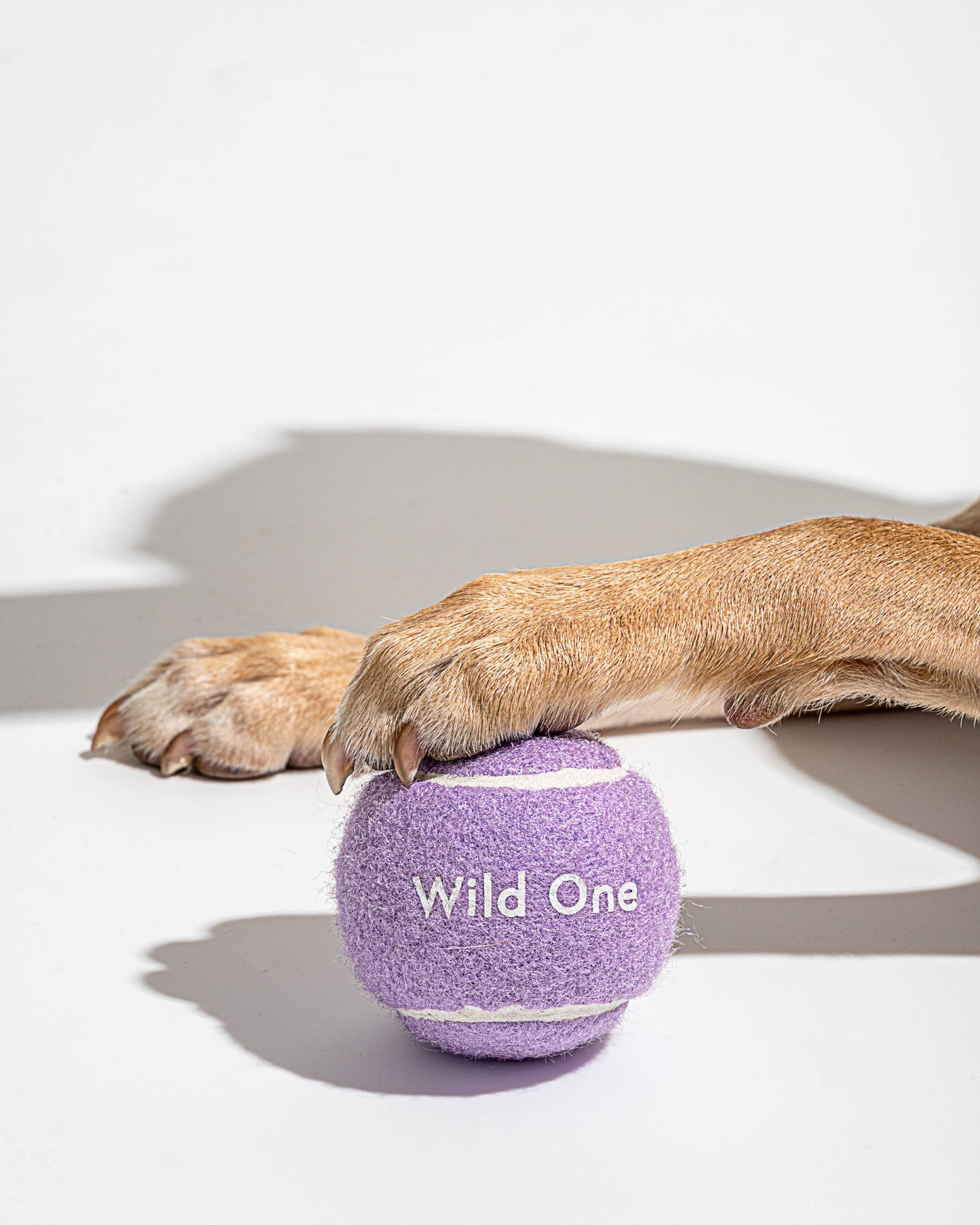 Le Paquet de 4 balles de tennis pour chiens
