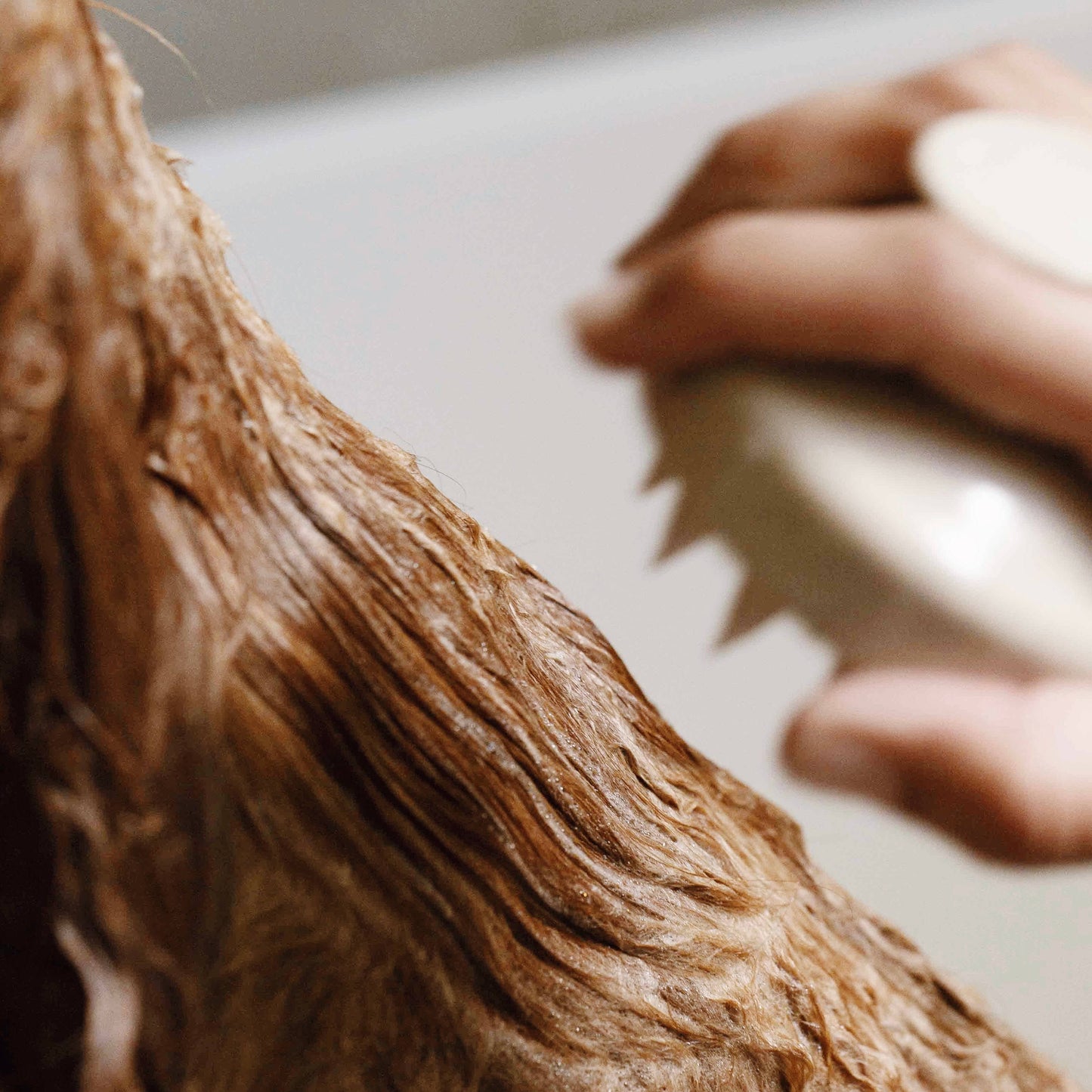 brossage de douche chien