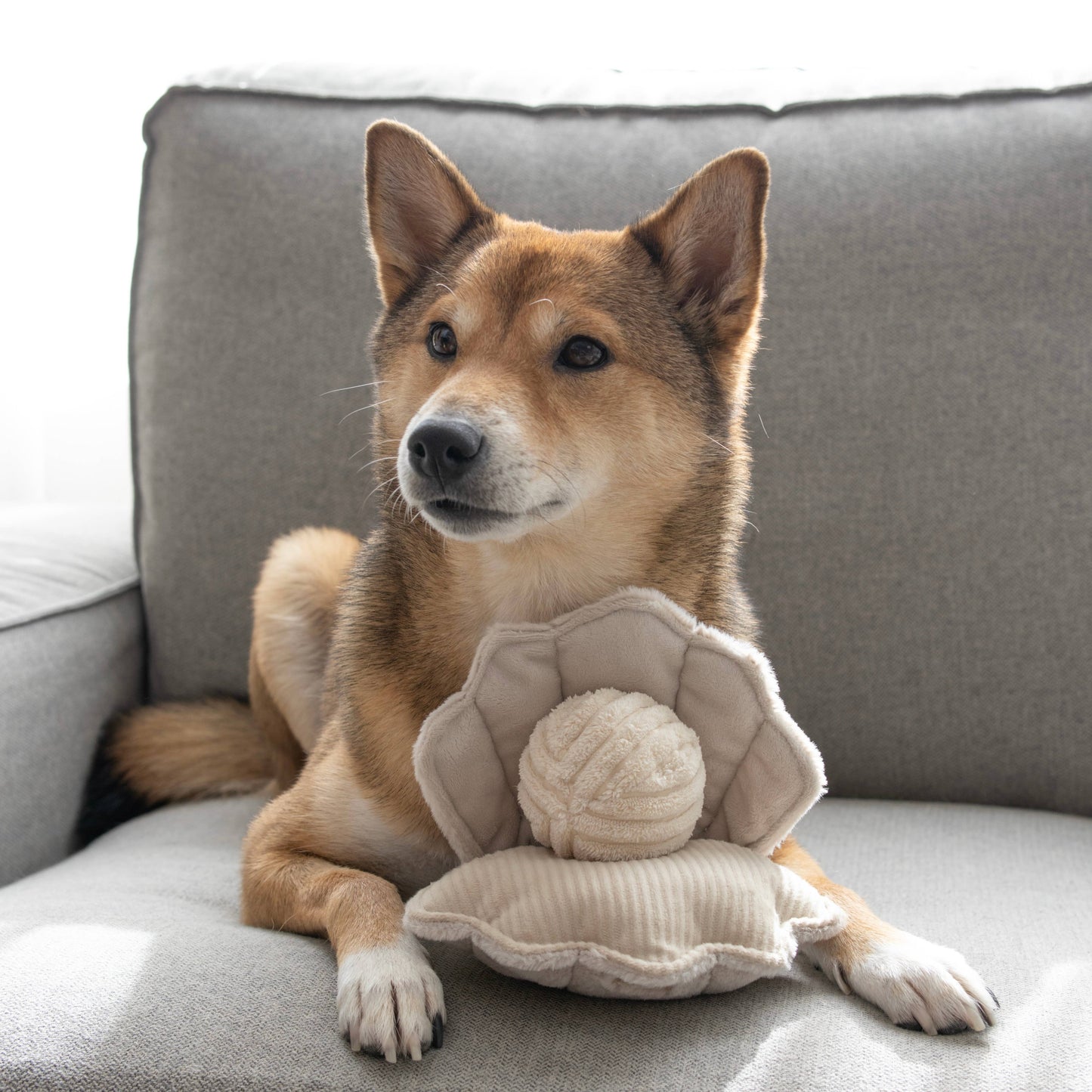 Le Coquillage - Jouet d'Occupation shiba
