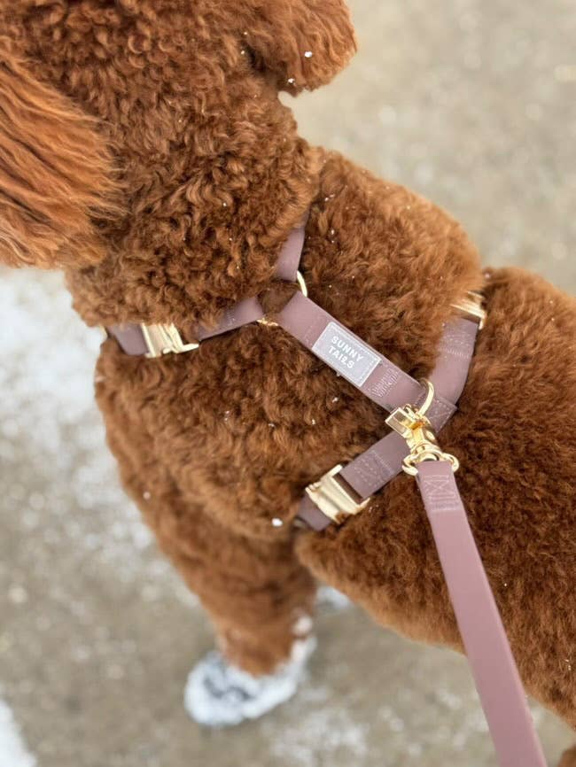 Le Harnais pour chien Espresso Brown Cloud Lite