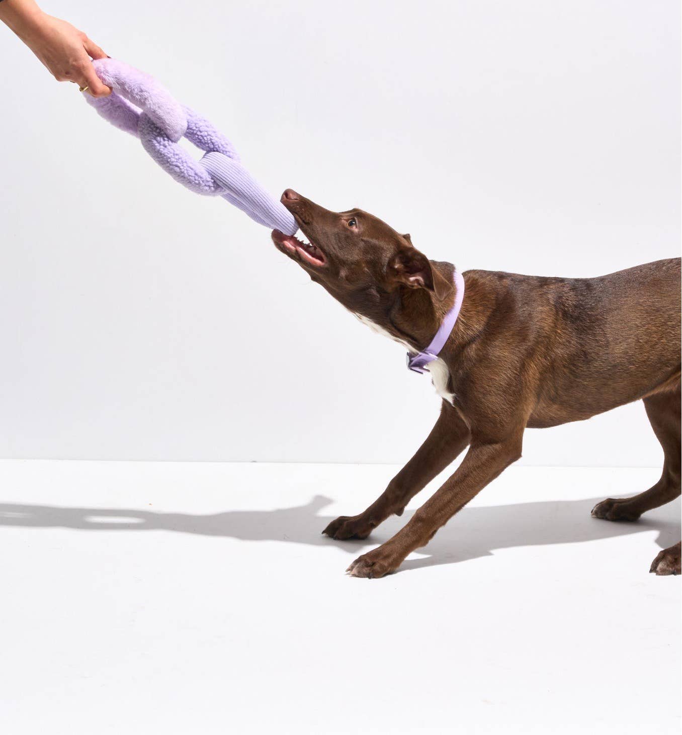 Jouet en peluche pour chien - Chaîne à mâcher