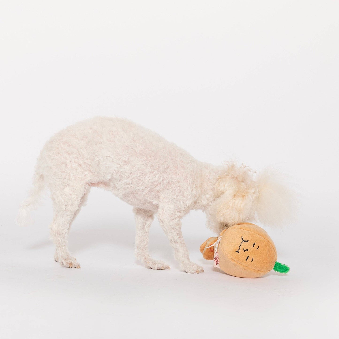 chien qui joue avec jouet oignon