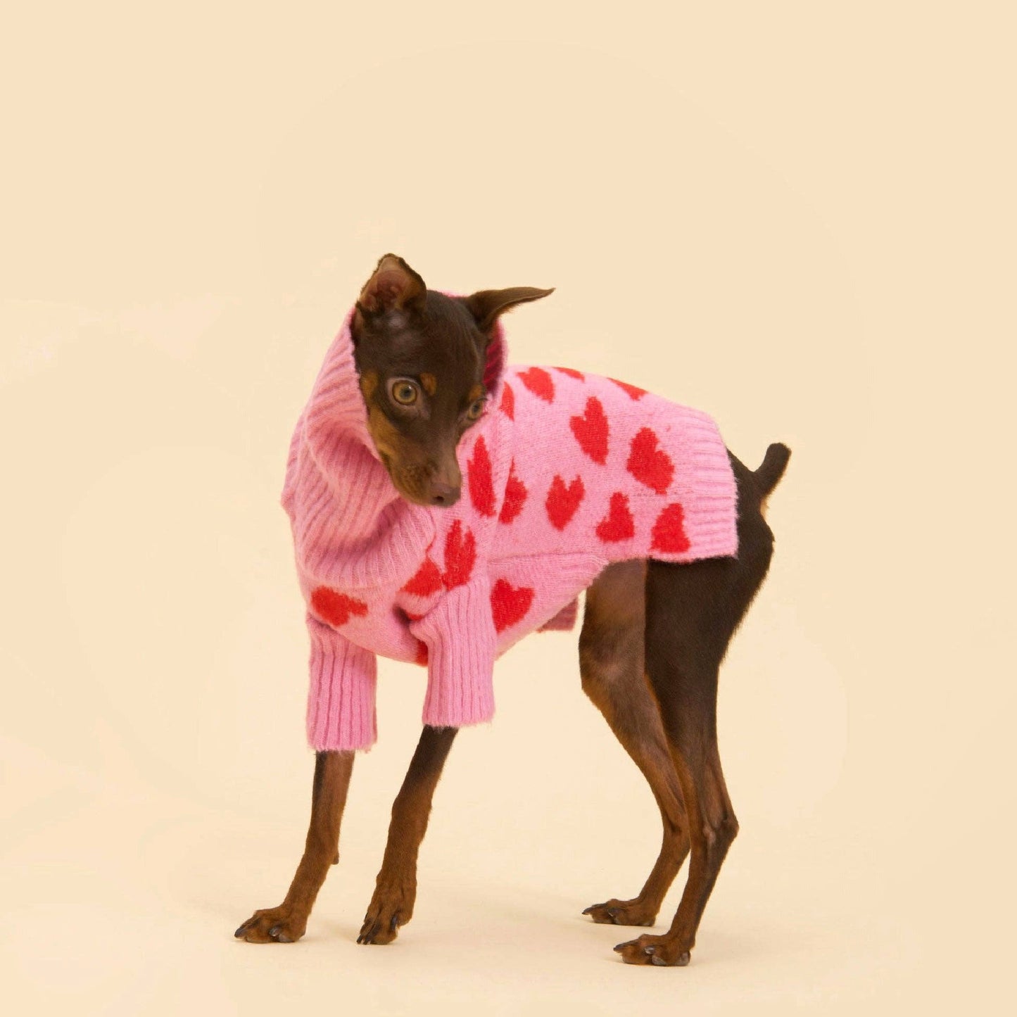 Le Pull - THE LOVE pour chien