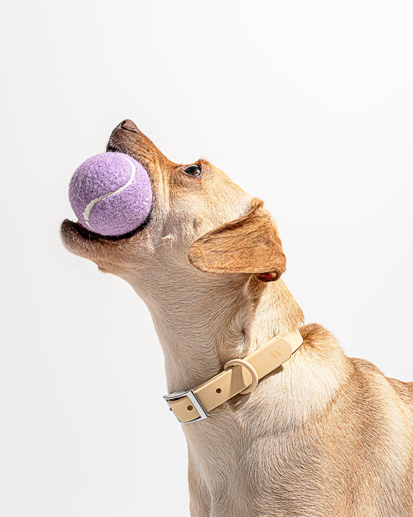 Le Paquet de 4 balles de tennis pour chiens