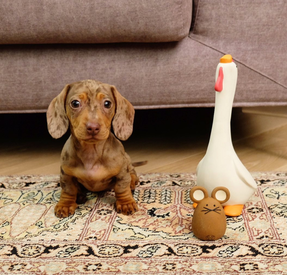 Jouet en latex Tato pour chiens et chats