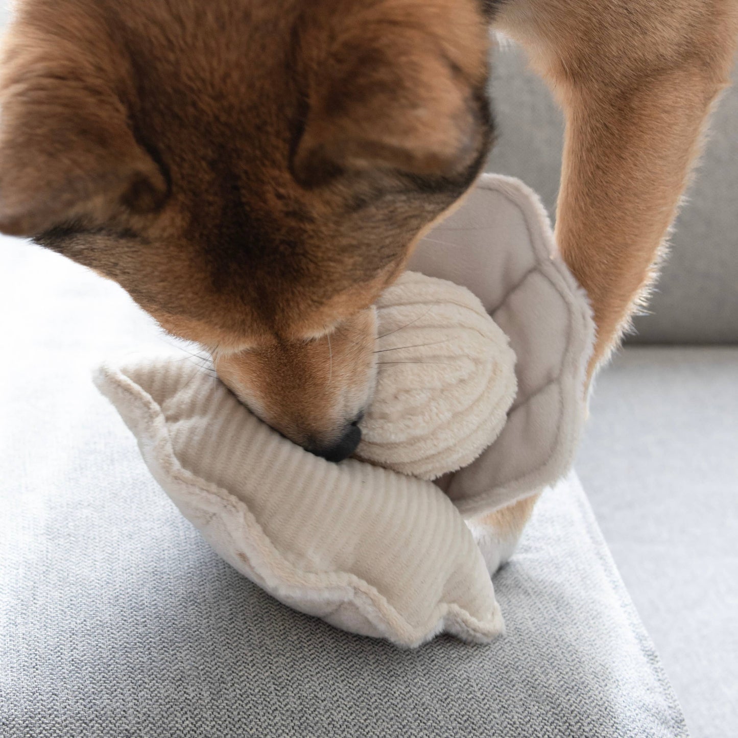 shiba joue avec jouet occuâtion coquillage