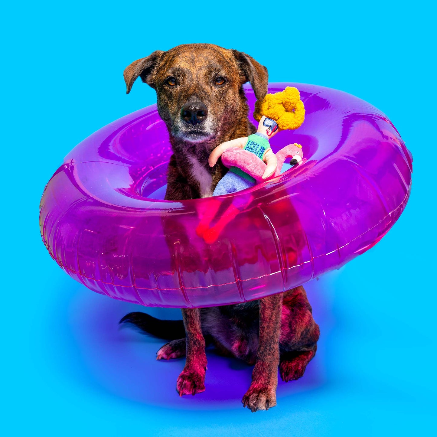 Jouet de pistage pour nez de flamant rose Hooman