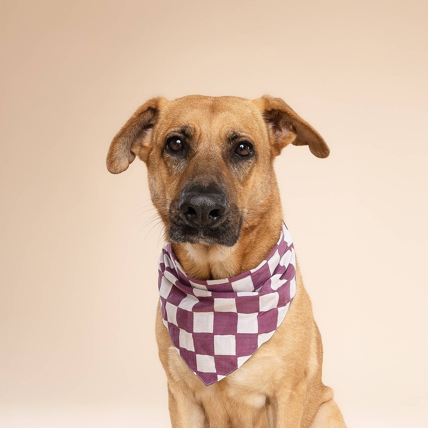 Le Bandana pour chien violet et blanc