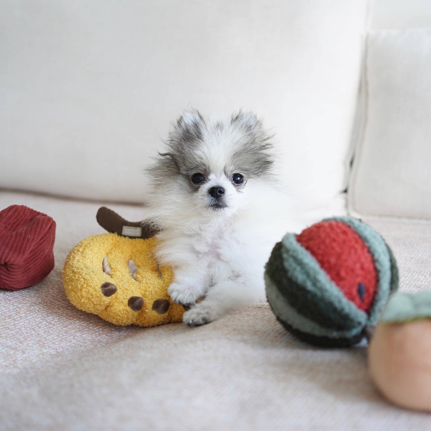ENSEMBLE À FRUITS//ENSEMBLE DE JOUETS D'ENRICHISSEMENT// JOUET À ÉBOURIFFER
