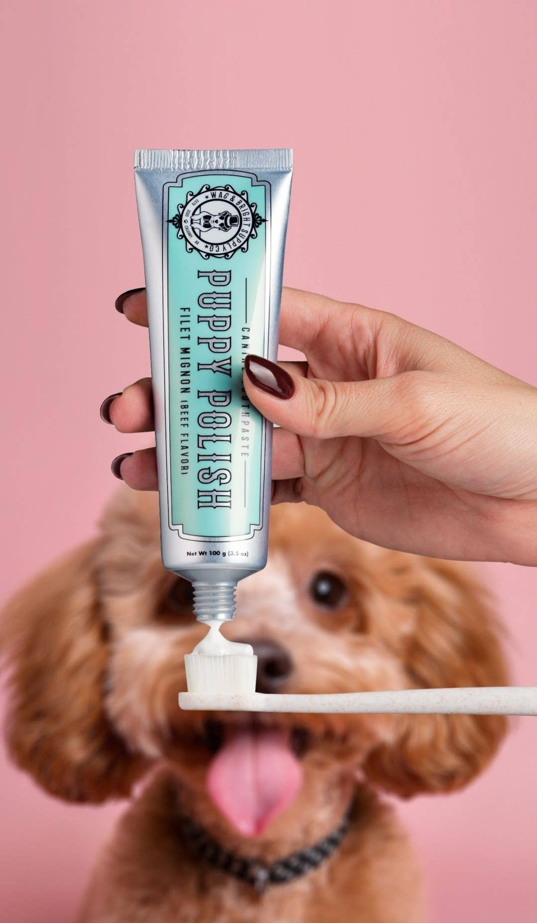 Le Dentifrice