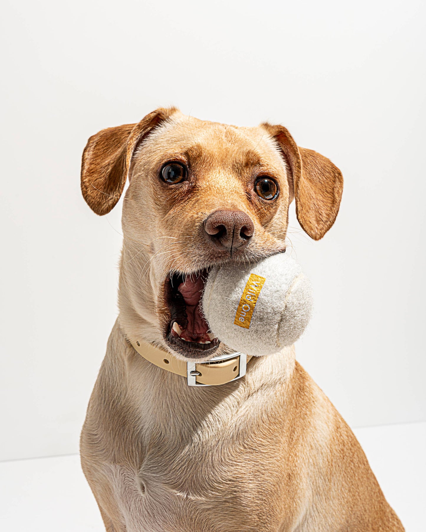 Le Paquet de 4 balles de tennis pour chiens