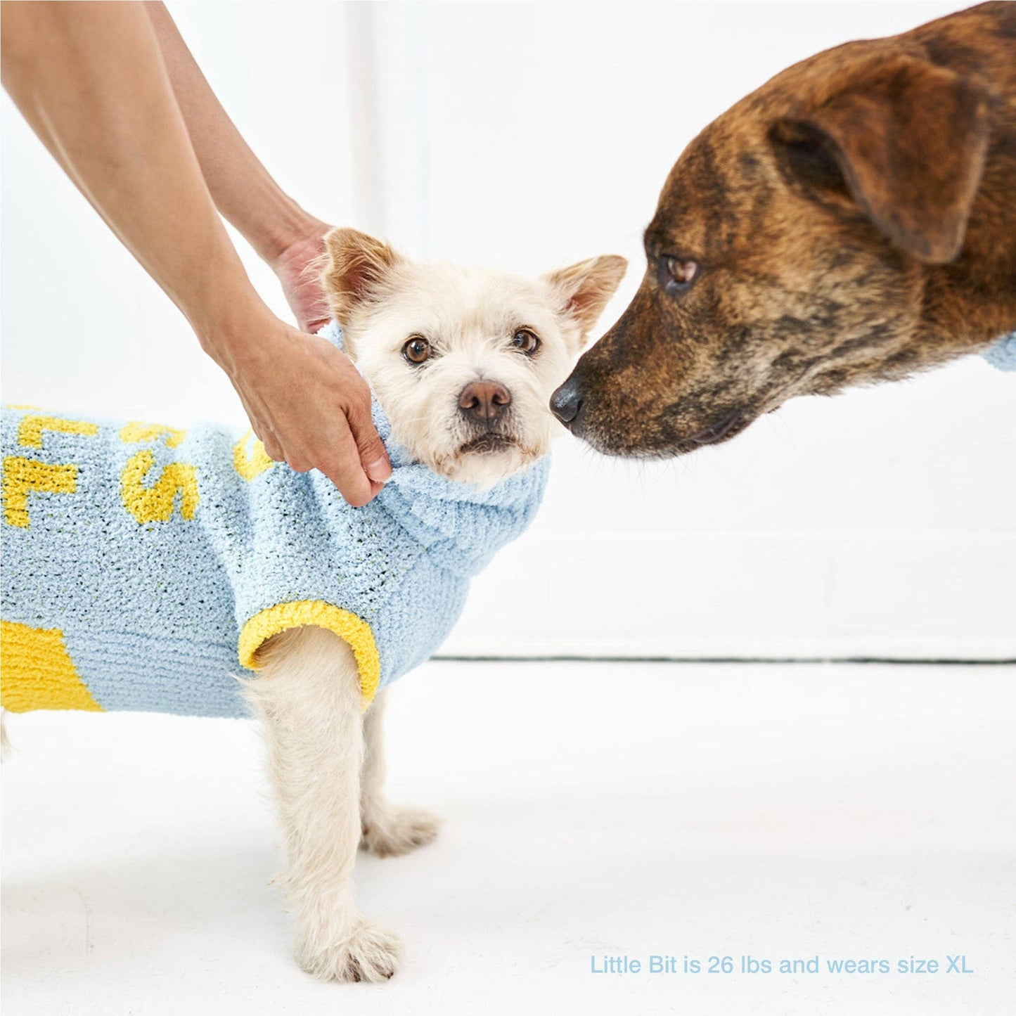 Le Pull - DOG BLESS