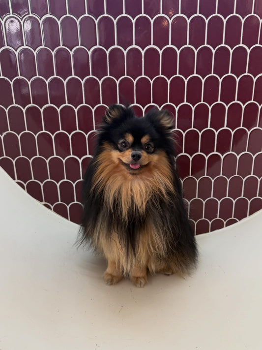 Pourquoi faire toiletter son chien à la Casa del Doggo ?