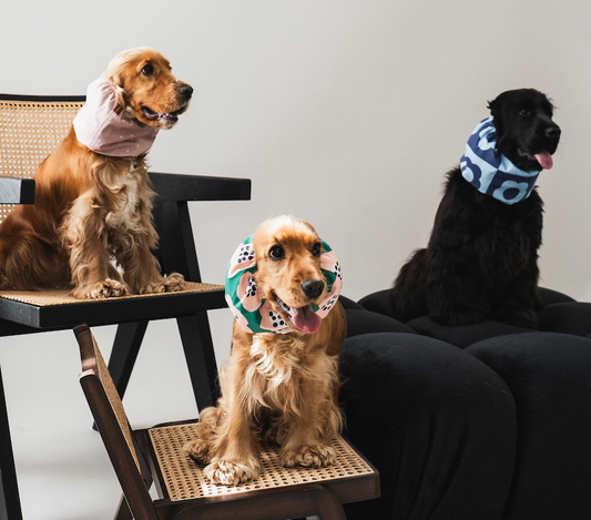 Snoods pour Chiens : L’Accessoire Utile et Chic à la Casa del Doggo !