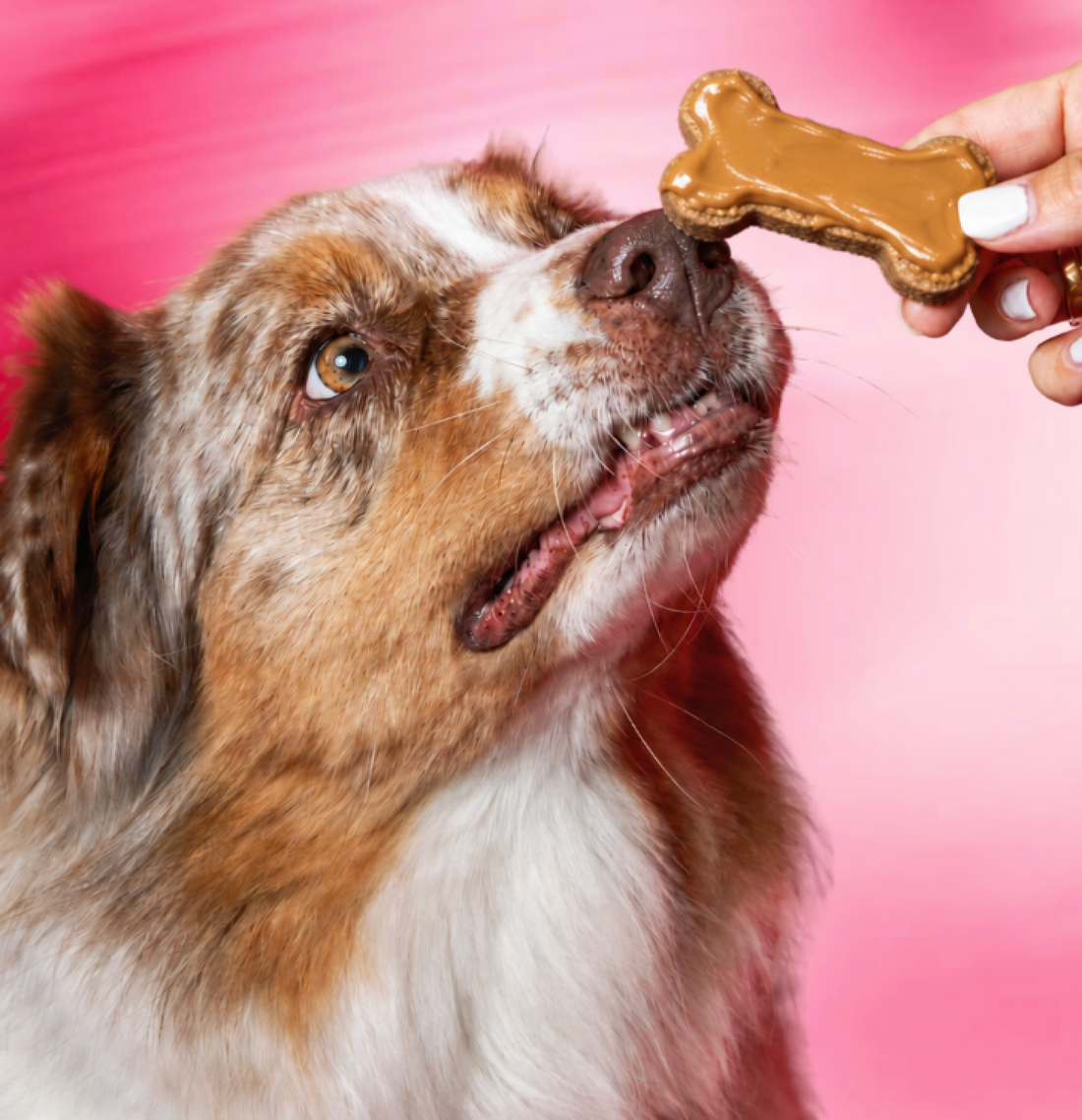 Casa Del Doggo s’engage auprès d’Odysséa pour Octobre Rose