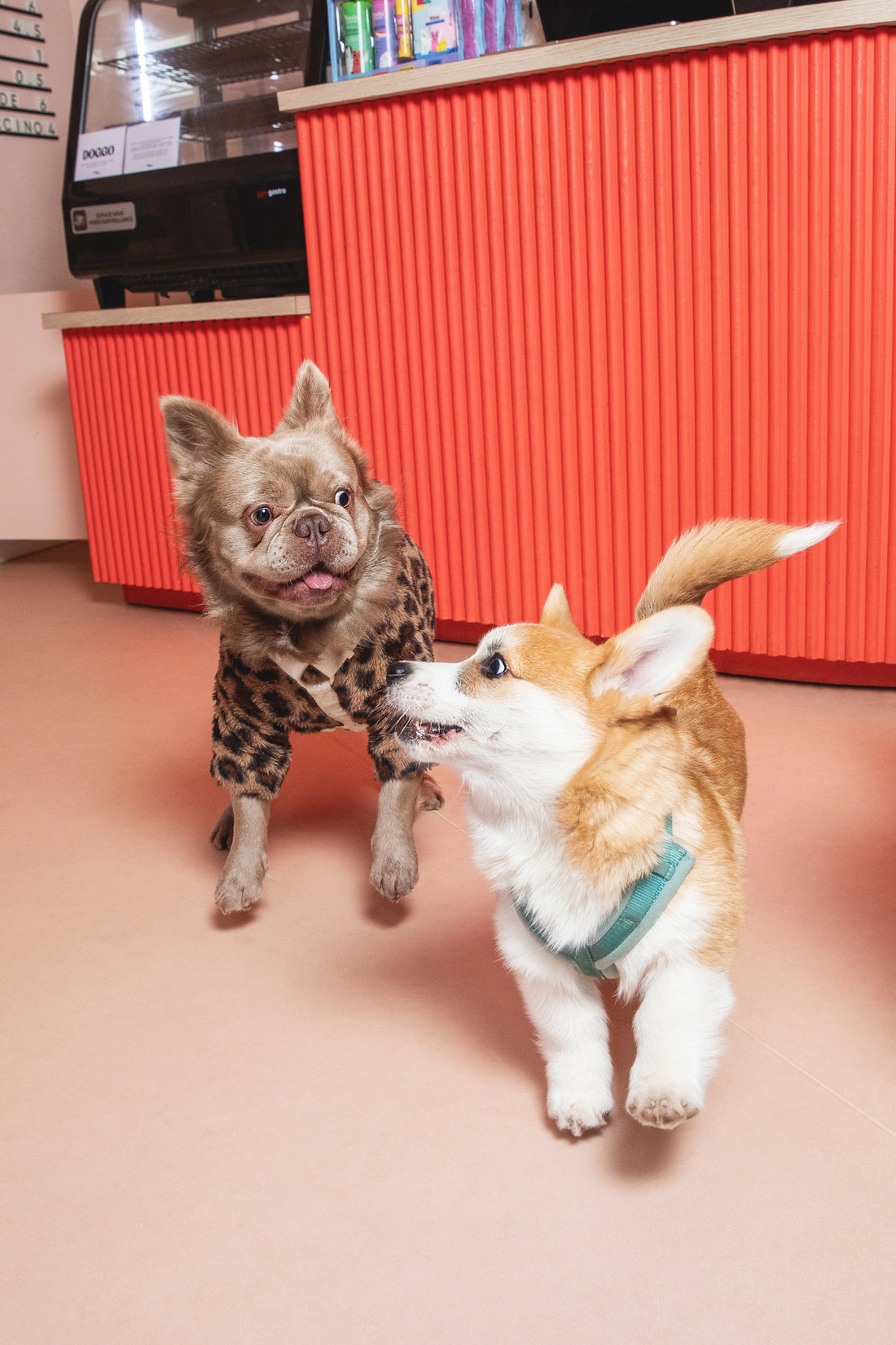 L’importance du bien-être physique et mental chez le chien