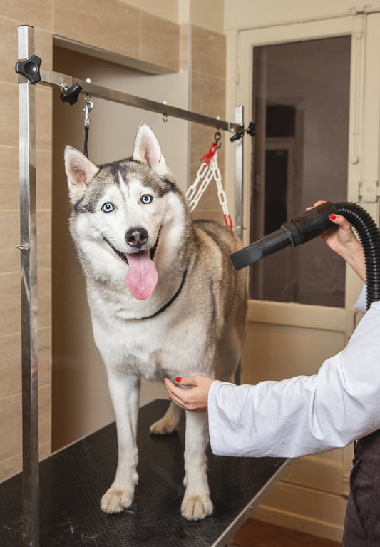Comment préparer son chien avant une séance de toilettage ?