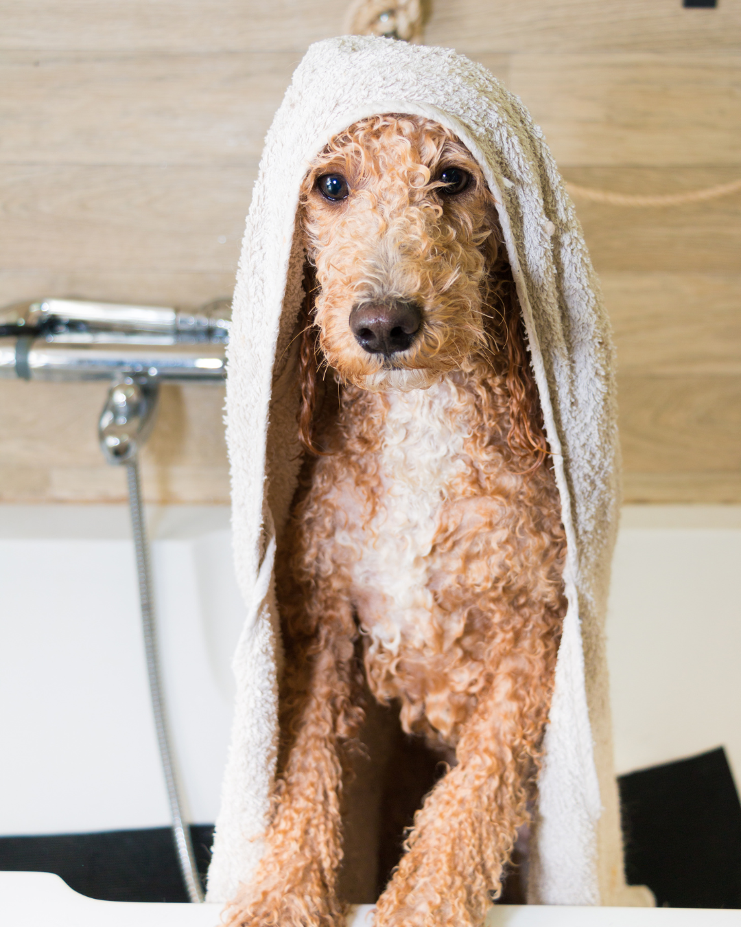 Toilettage