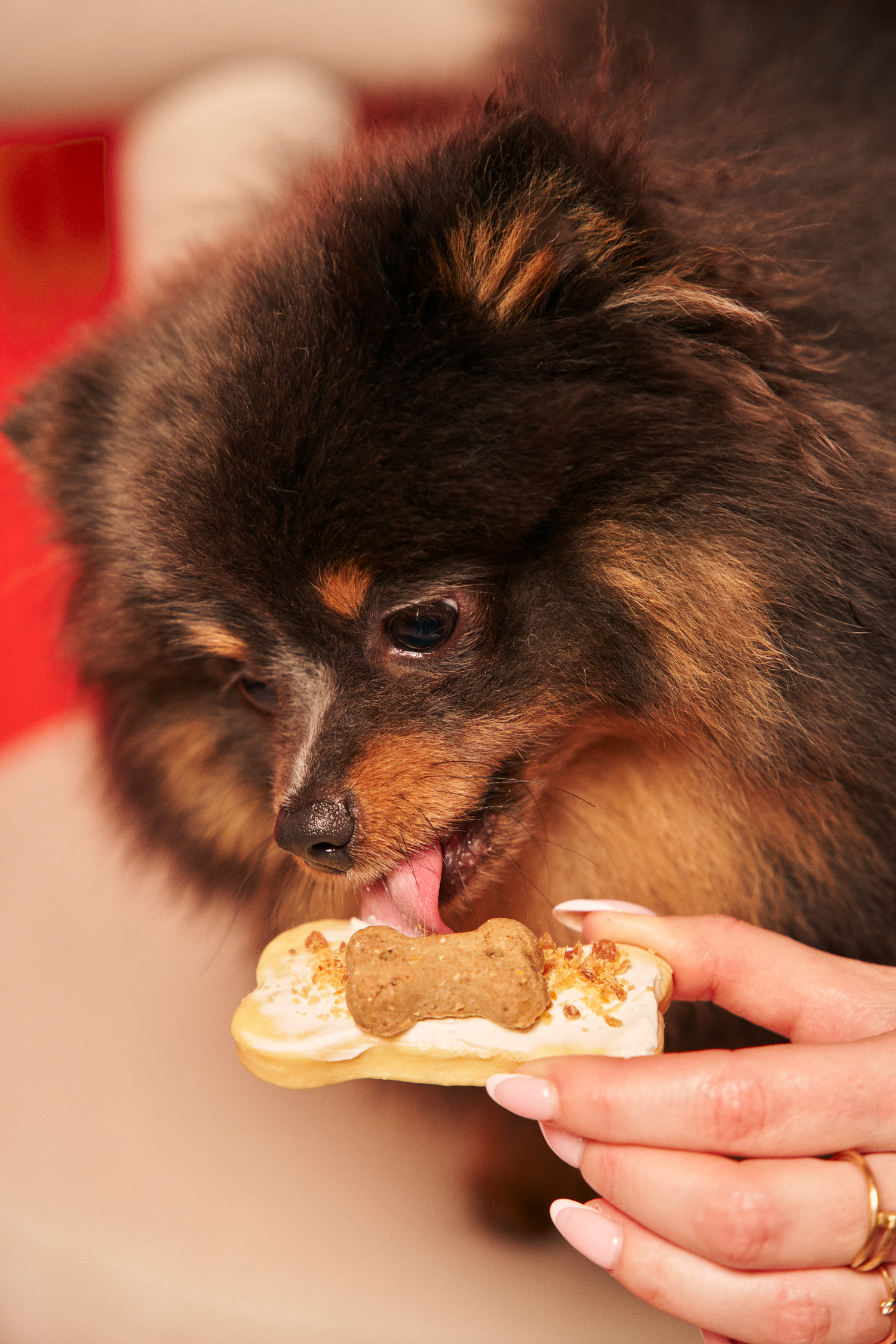 chiens sptitz mange un gateau de la casa del doggo