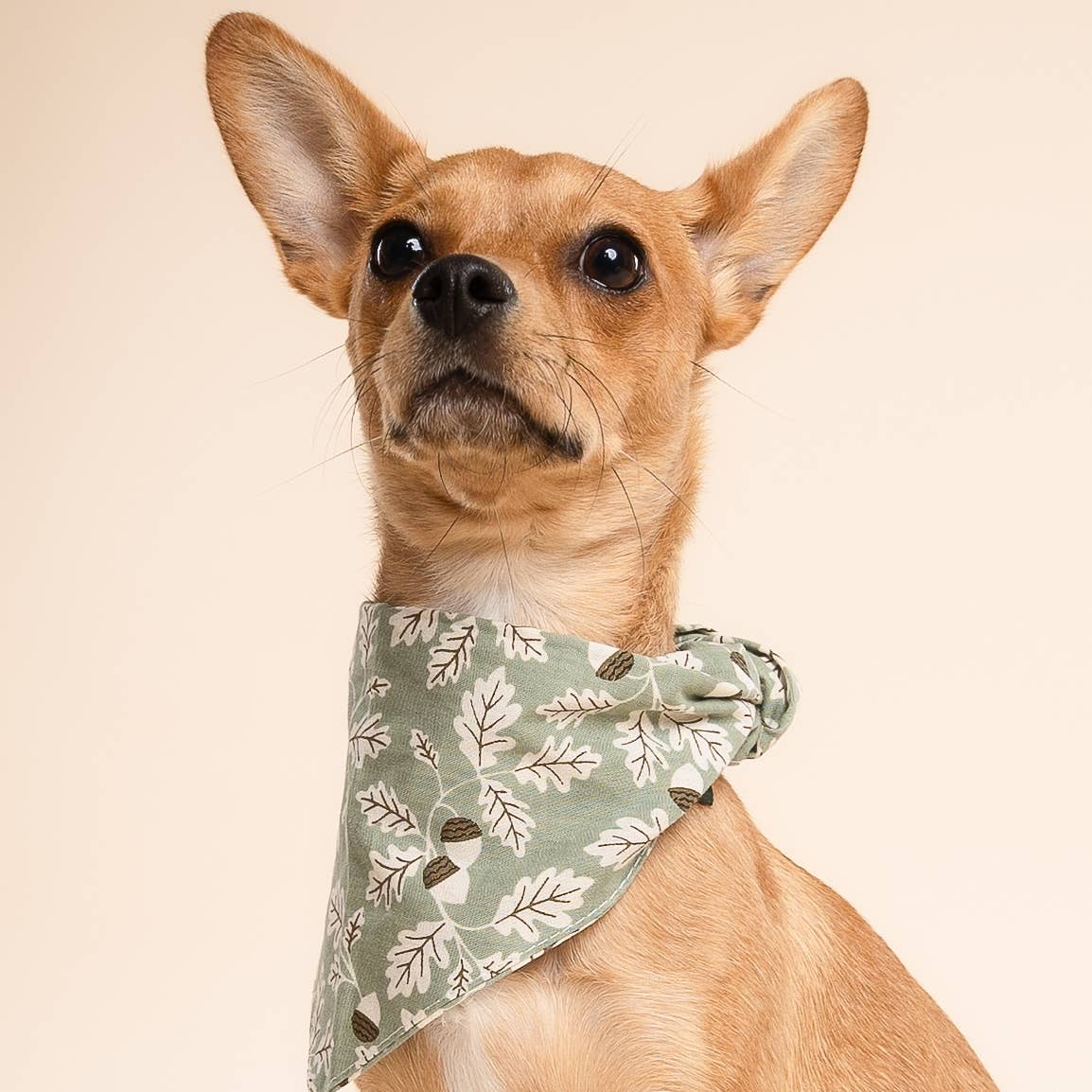 Le Bandana pour chien Boone