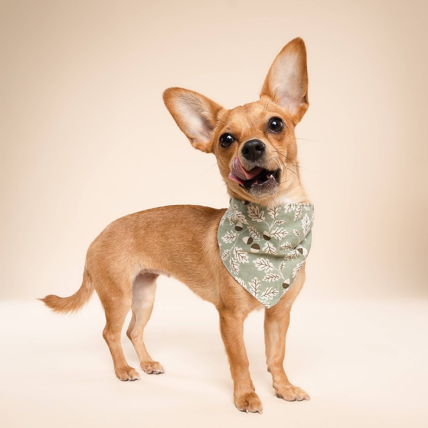 Le Bandana pour chien Boone
