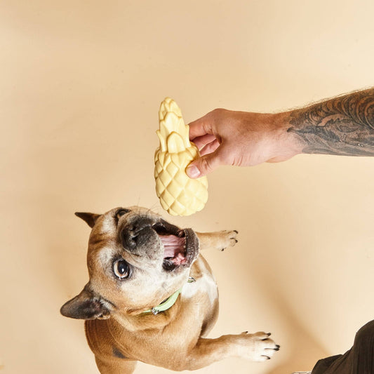 L'Ananas - Jouet Squeak chien qui joue