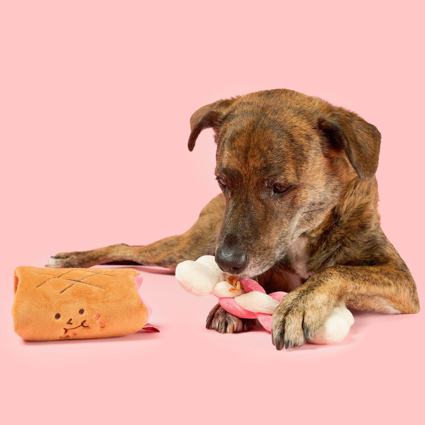Le Jouet de flairage Bone Appétit