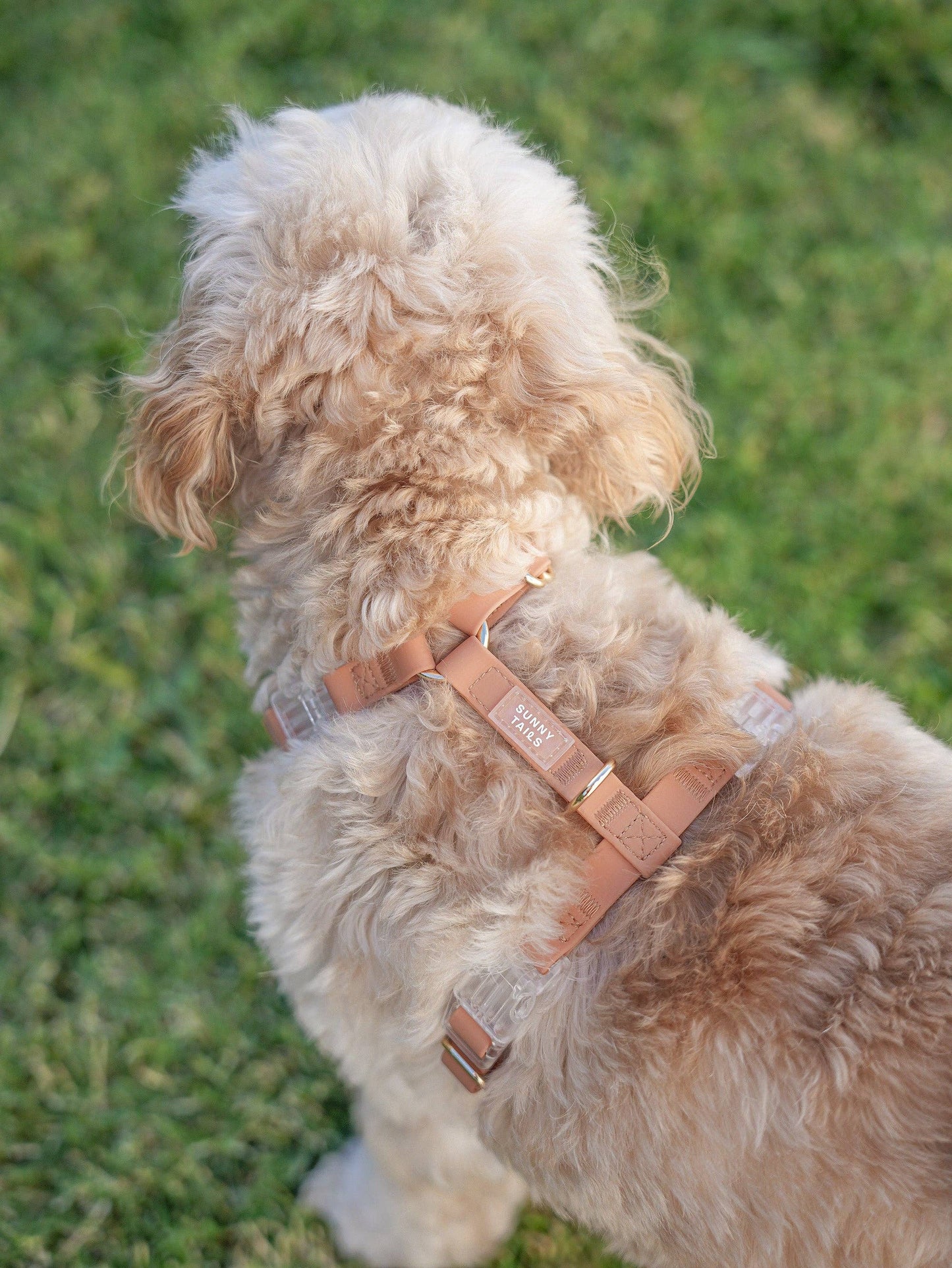 Le Harnais pour chien Chai Brown Cloud Lite
