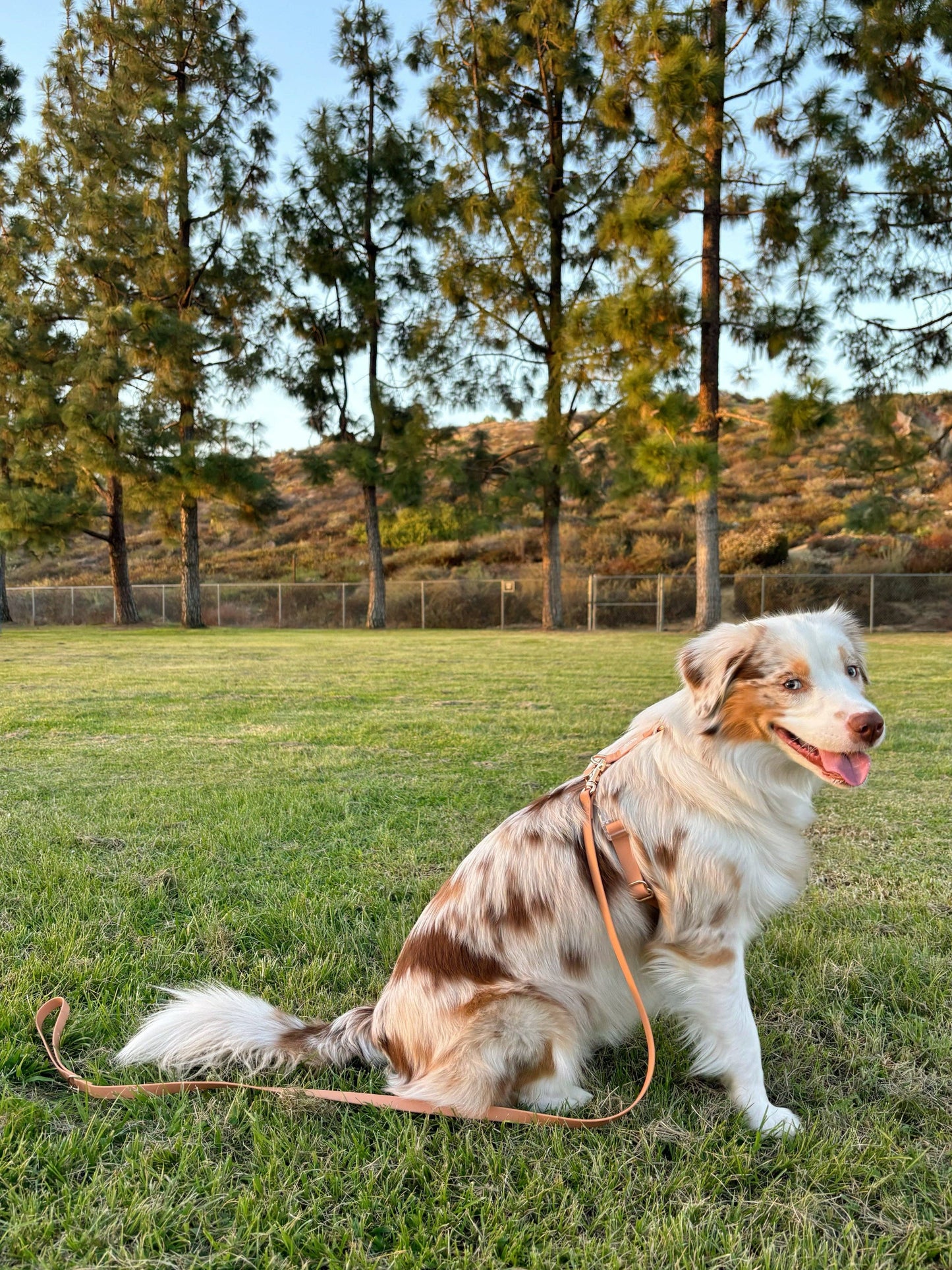 Le Harnais pour chien Chai Brown Cloud Lite