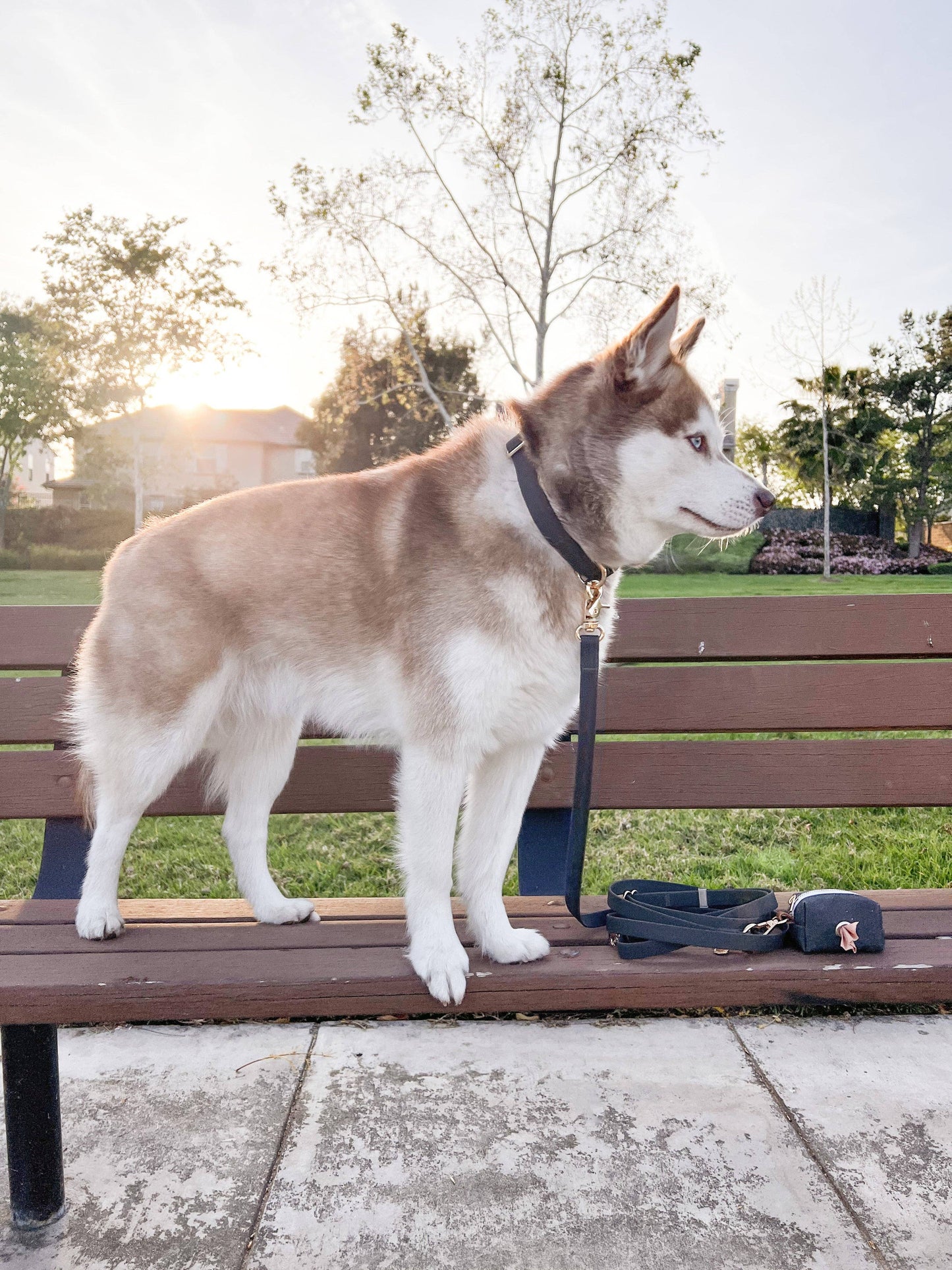 La Laisse pour chien Ember Black convertible 4 en 1 Hands Free Cloud