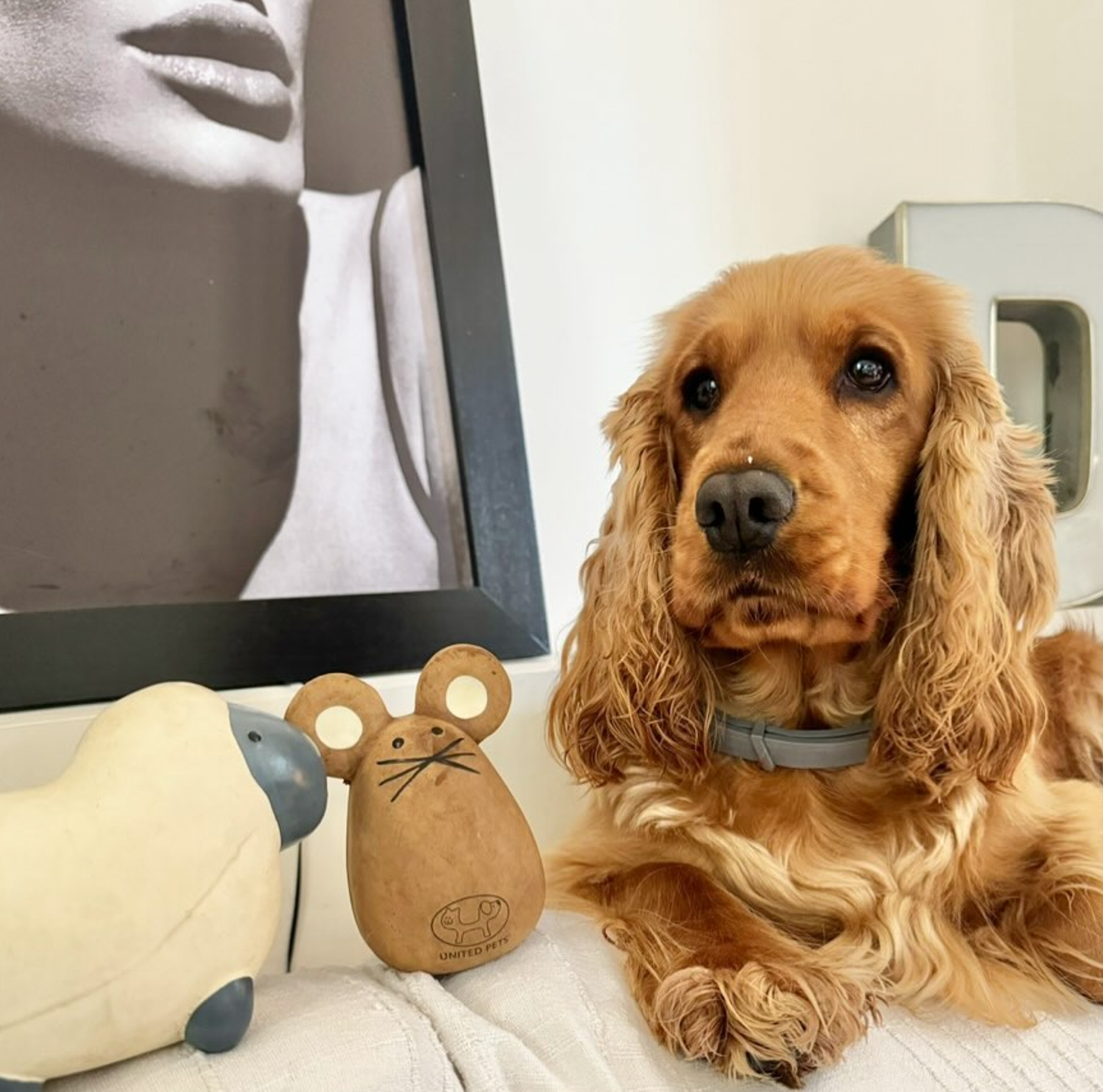 Jouet en latex Tato pour chiens et chats