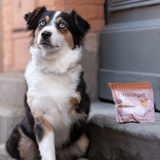 Les Bouchées Santé - Articulations chien