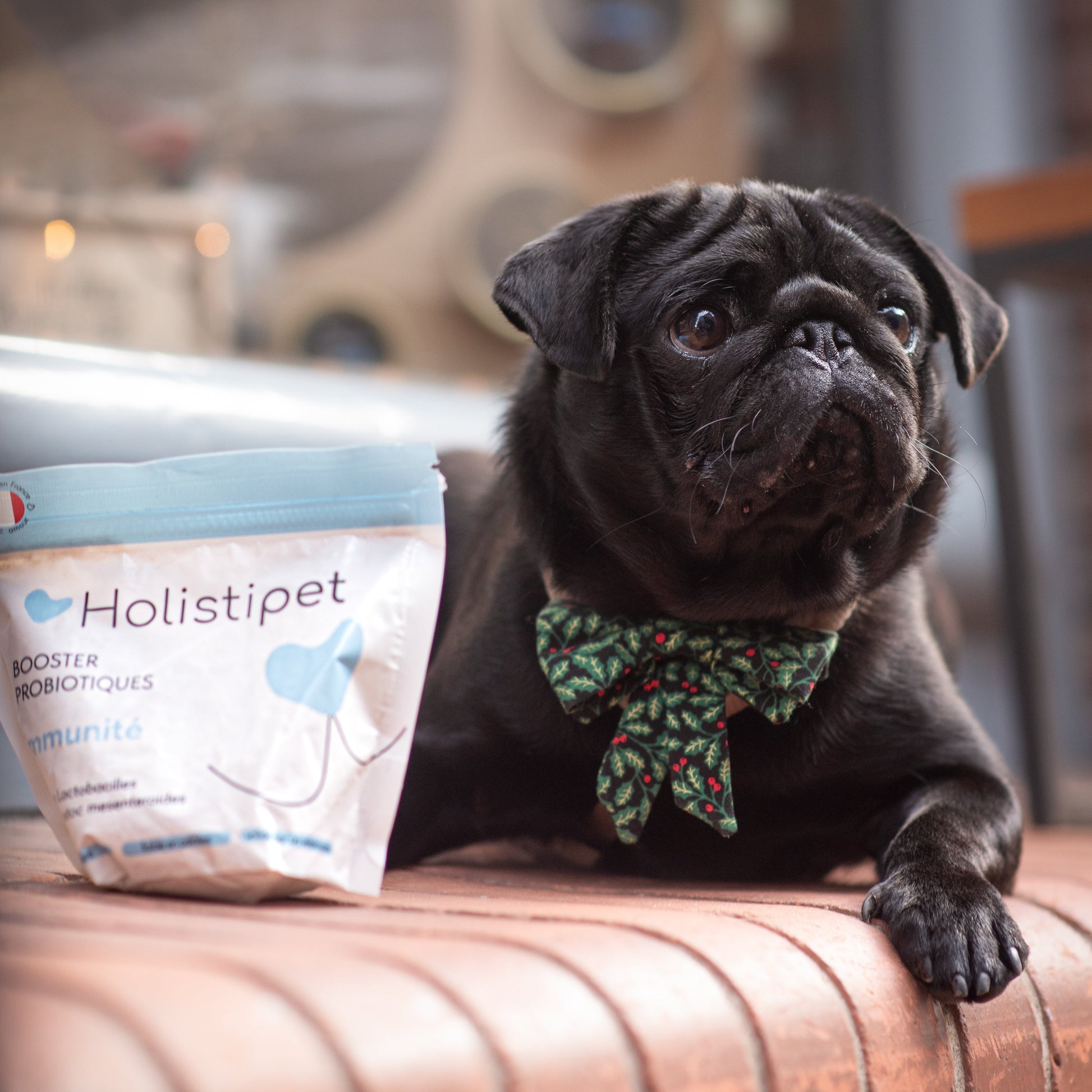 Le Booster Probiotiques - Holistipet chien noir