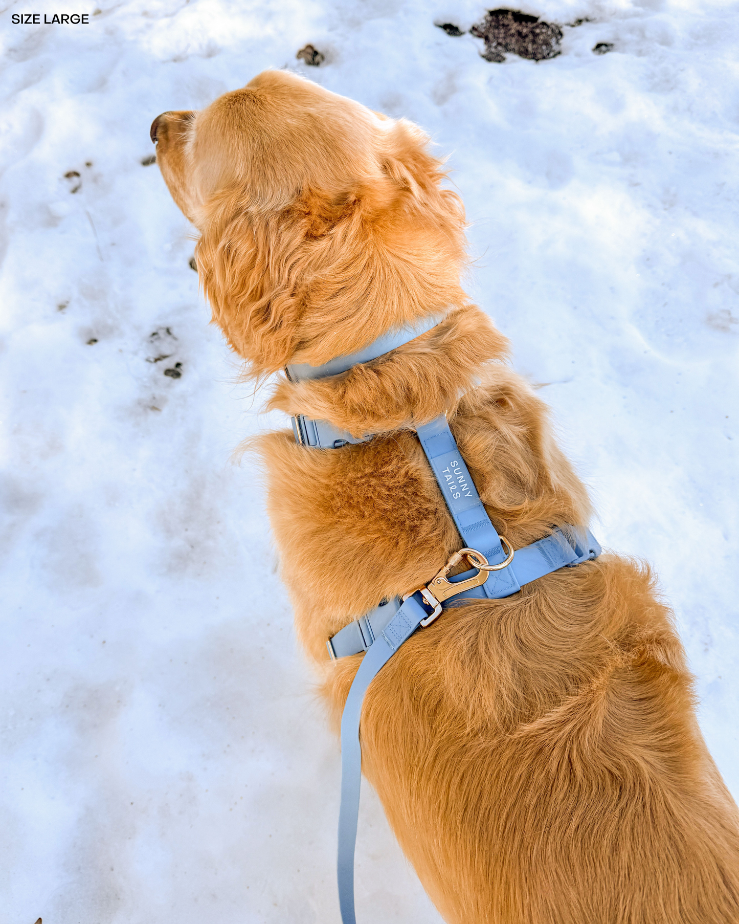Le Collier imperméable pour chien Malibu Blue