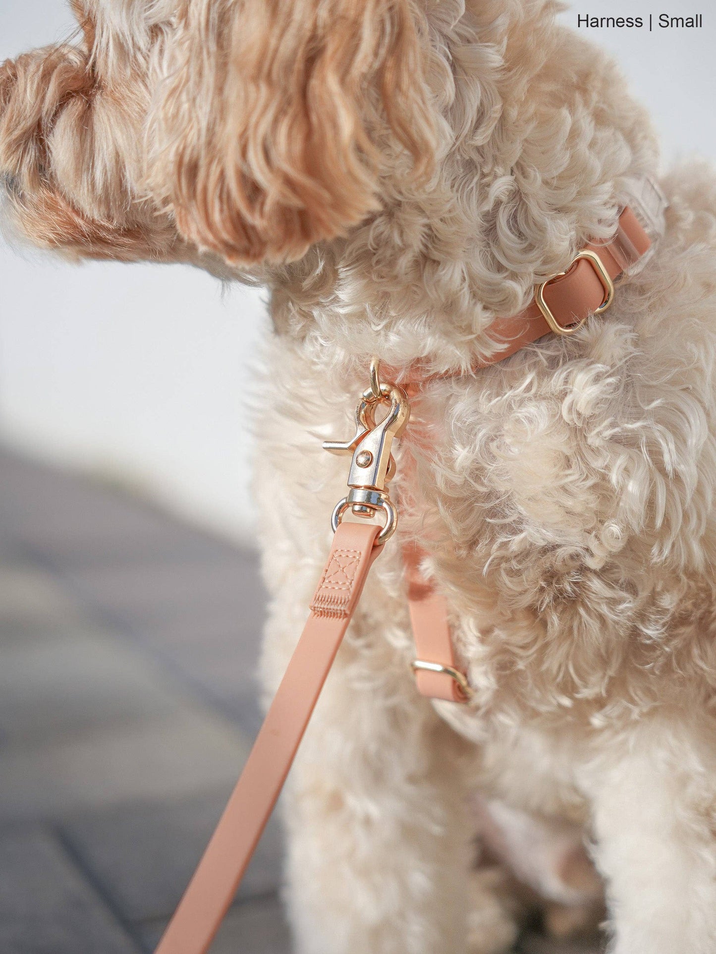 Le Harnais pour chien Chai Brown Cloud Lite