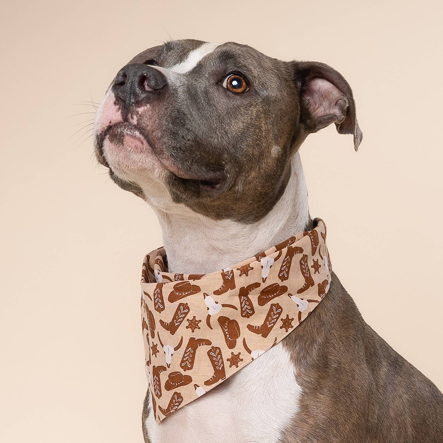 Le Bandana pour chien Bronco