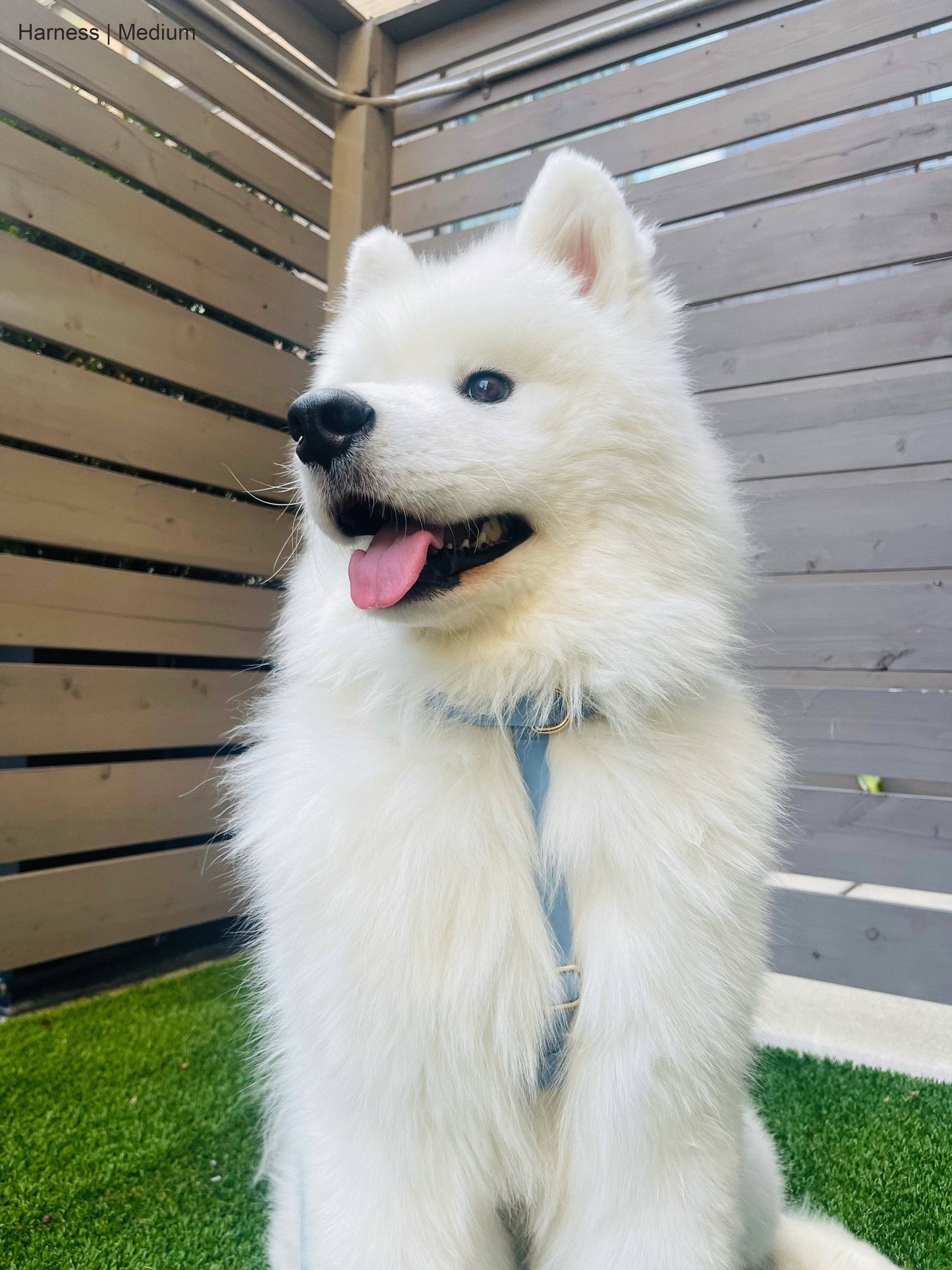 Le Harnais pour chien Malibu Blue Cloud Lite