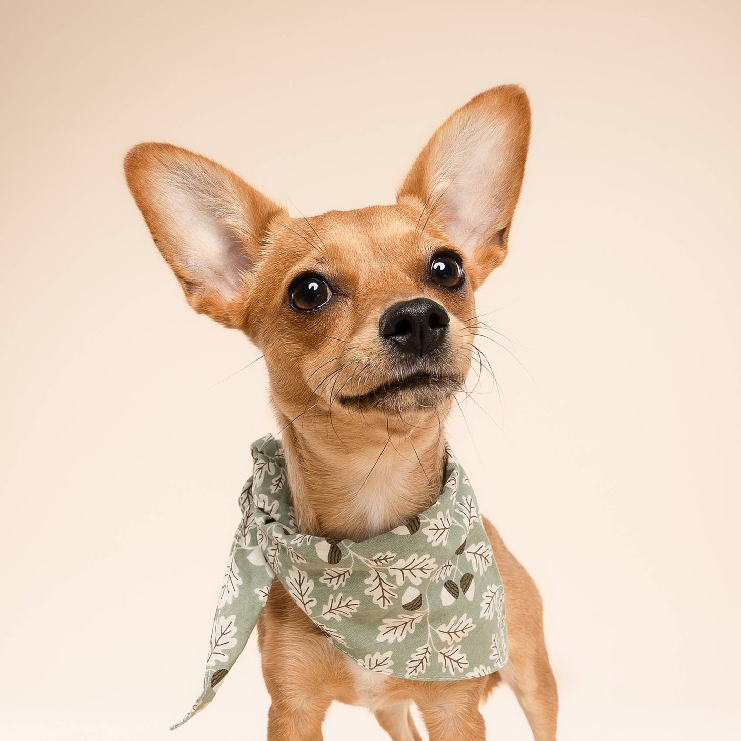 Le Bandana pour chien Boone