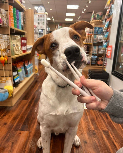 La Brosse à dents écologique Puppy Polisher