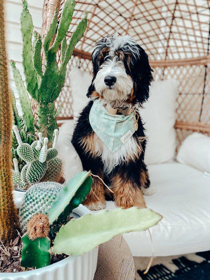 Le Bandana - Vert Cactus