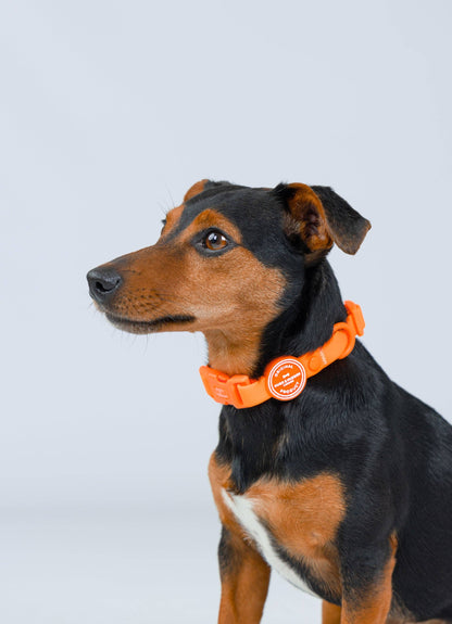 Le Collier Orange Hugo & Hudson