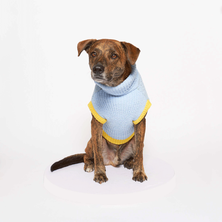 Le Pull - DOG BLESS