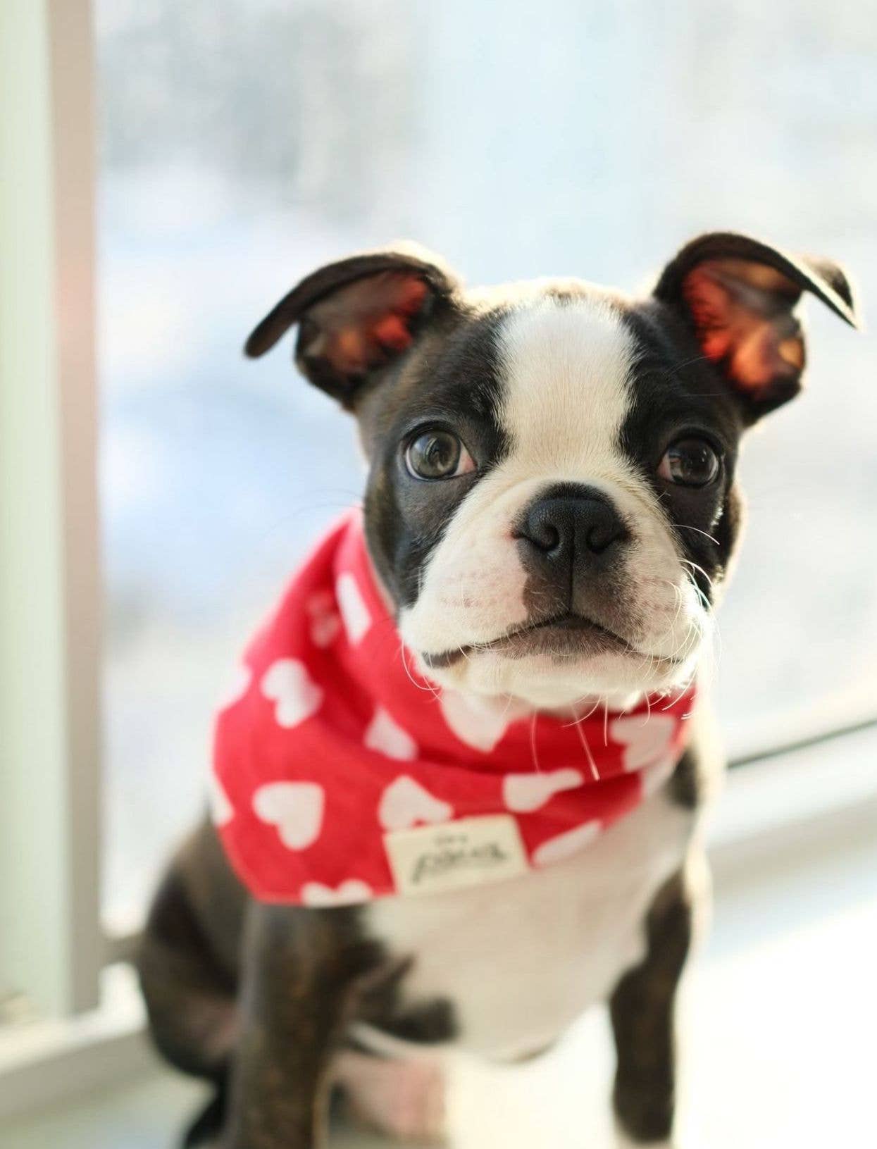 Le Bandana pour chien coeurs