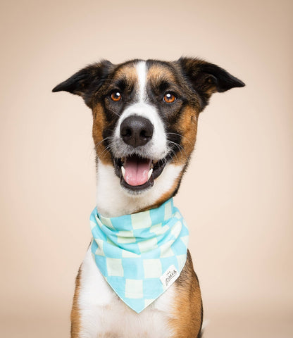 Le Bandana pour chien Soho