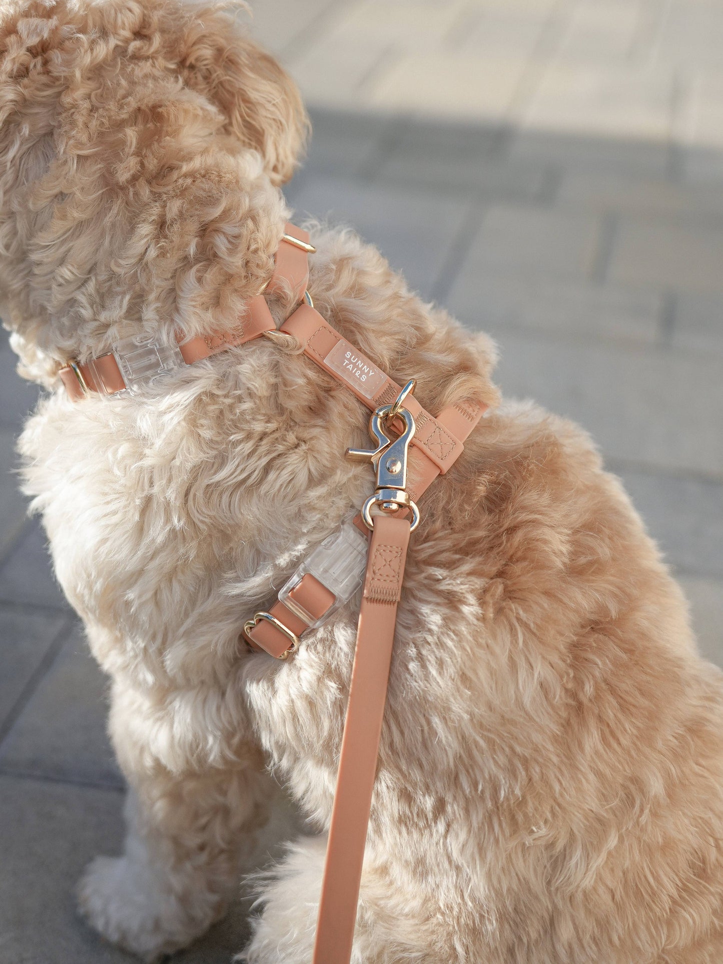 Le Harnais pour chien Chai Brown Cloud Lite